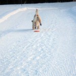 Balu hat die Frisbeescheibe verfehlt und bricht beim Abbremsen mit den Vorderläufen ein